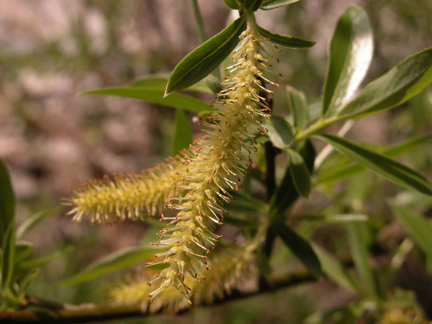 Willow, Crack flower